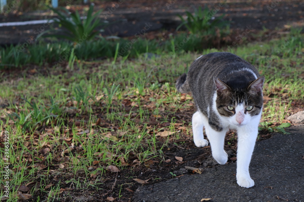 野良猫 野良猫