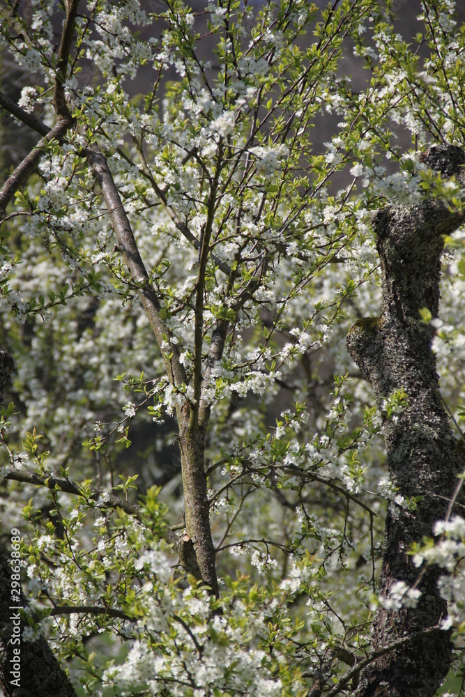 Fototapeta premium Fleur de verger