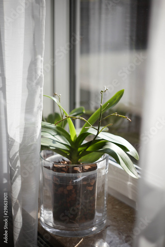 Unopened orchid buds in a glass pot, on a window with a white curtain, in sunlight.