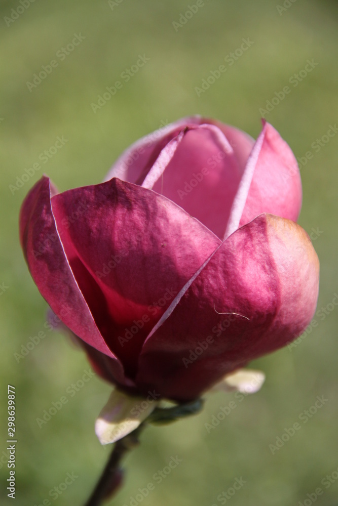 Fleur de magnolia pourpre