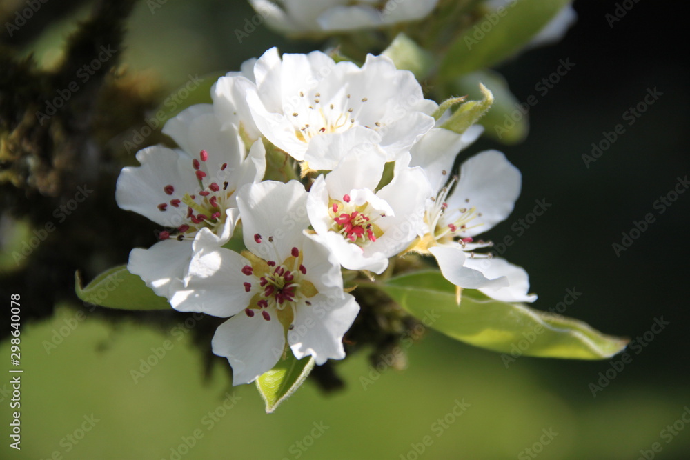 Fototapeta premium Fleur de verger