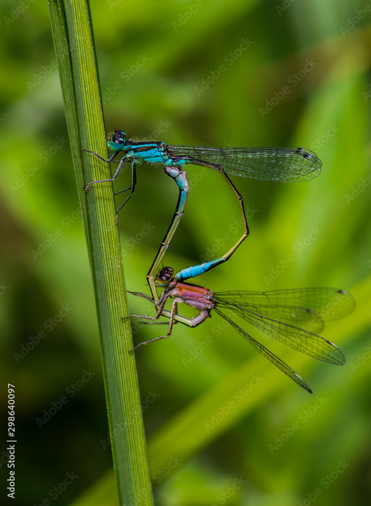 The Blue-Tailed Damselfly Ishnural elegans The Blue-Tailed Damselfly Ishnural elegans