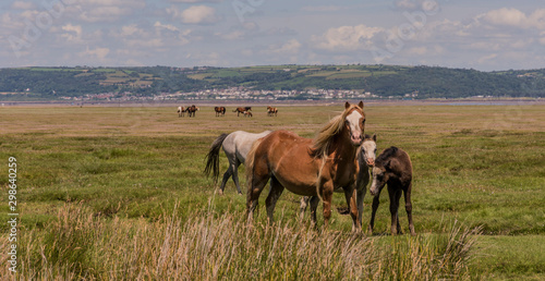 Salt marsh Horses © Tony Martin Long