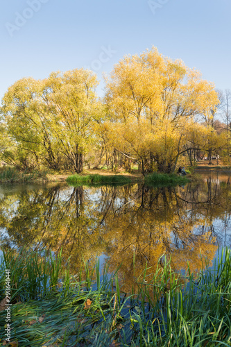 Fototapeta Naklejka Na Ścianę i Meble -  Beautiful autumn trees in yellow colors are reflected in the water of the pond in the Park.