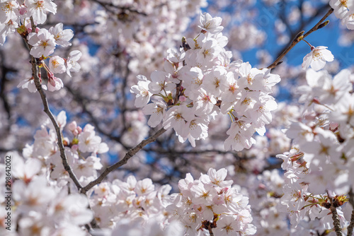 桜の花と青空