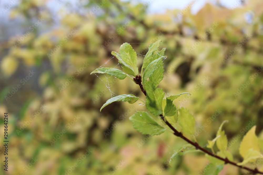 Drops of fog hung on a web in the early autumn morning Drops of fog hung on a web in the early autumn morning