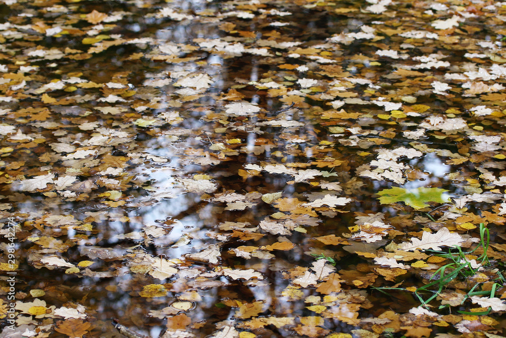 Autumn fallen leaves float on the surface of the puddle. Autumn fallen leaves float on the surface of the puddle.