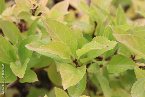 Wallpaper Mural Drops of water fell on autumn leaves during morning fog Torontodigital.ca