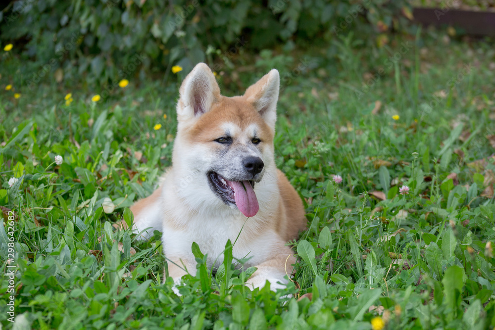 Cute akita inu puppy is lying on a green grass in the park. Pet animals.