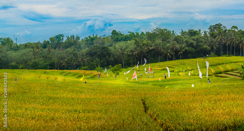 Terraced Rice Field in Bali, Indonesia