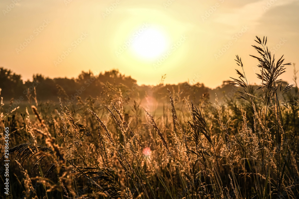 Dawn in a wheat field. Beautiful landscape on sunrise Dawn in a wheat field. Beautiful landscape on sunrise