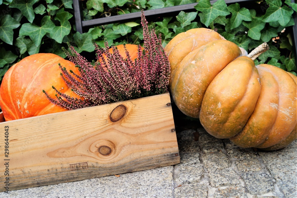 autumn composition pumpkins and flowers in a box of wood - obrazy, fototapety, plakaty 