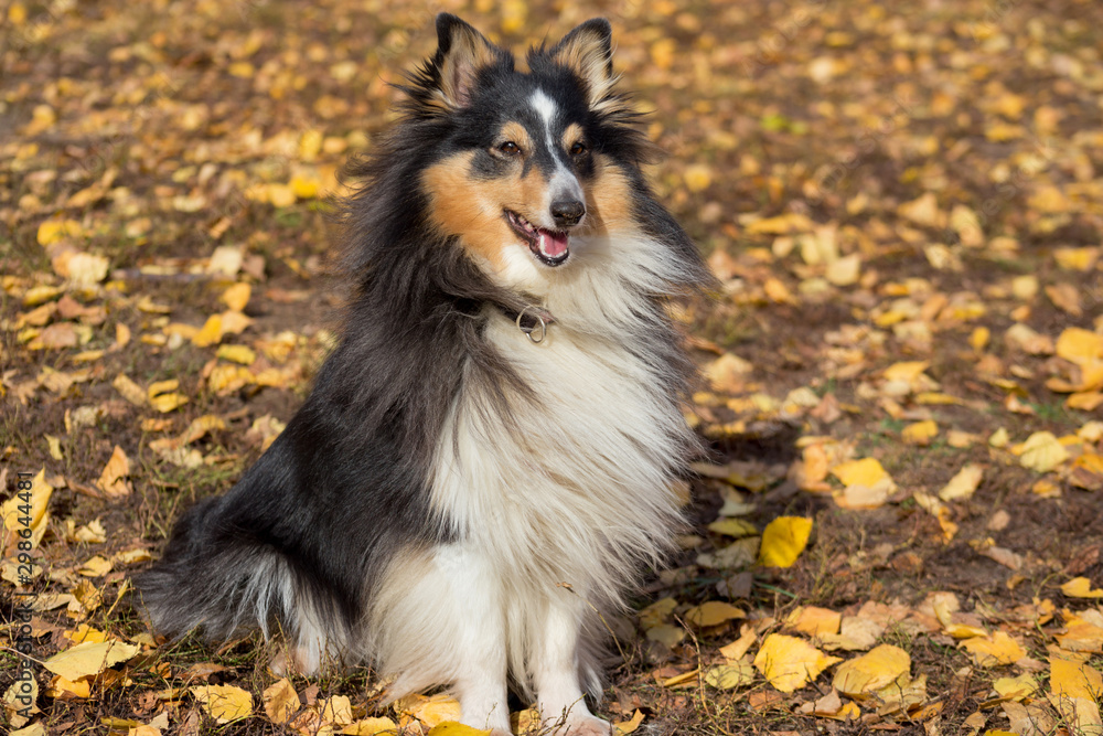 Cute scotch collie is sitting on yellow leaves in the autumn park. Pet animals.