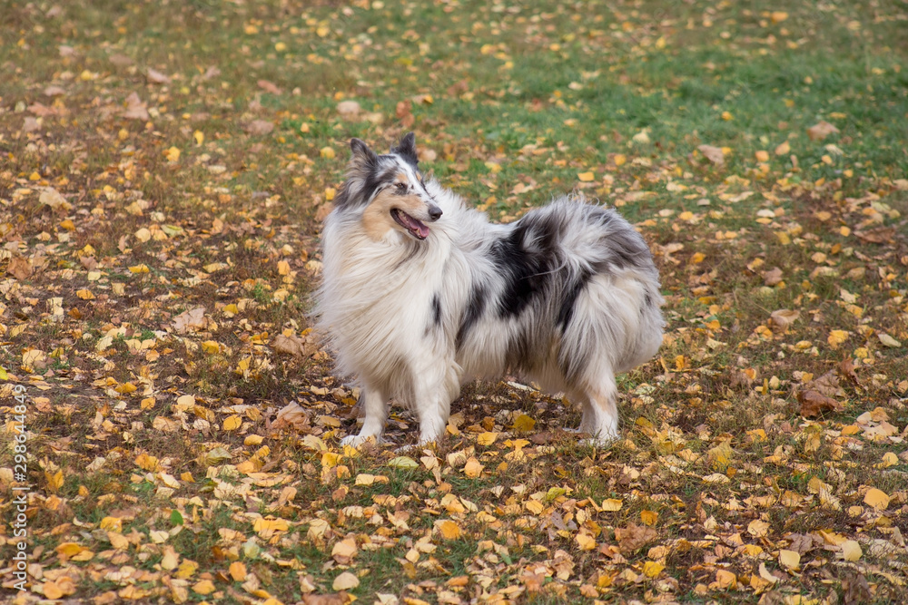 Blue merle shetland collie is standing on yellow leaves in the autumn park. Pet animals. Blue merle shetland collie is standing on yellow leaves in the autumn park. Pet animals.