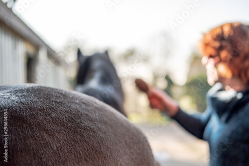 Woman seen brush grooming her horse in a stable block. The shallow focus image shows the horse rear, the horse having been clipped recently.