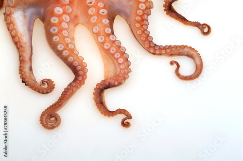 Octopus on a white background，closeup photo