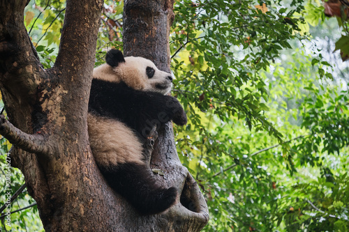 Panda Sleeping on a Tree © KSWan