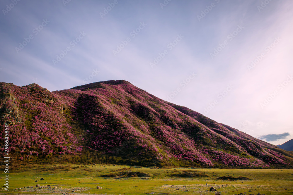 Fototapeta premium Blooming mountain slopes on background of blue sky with light white clouds in the beautiful sunlight. Rhododendron rose bushes cover the mountains on a warm sunny day. Spring flowers on hills.