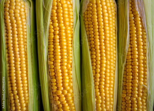 Fresh corn cobs, close up. Appetizing cobs of ripe yellow corn with green leaves top view. Organic food, healthy lifestyle.
