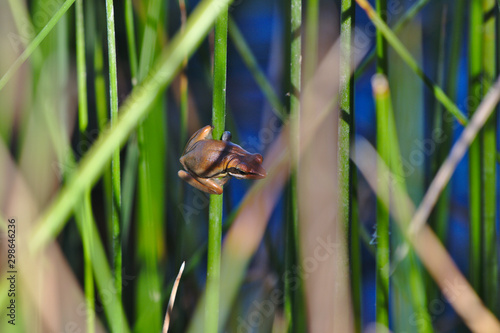 Slender tree frog taken in the wetlands at Madeley, Perth, Western Australia