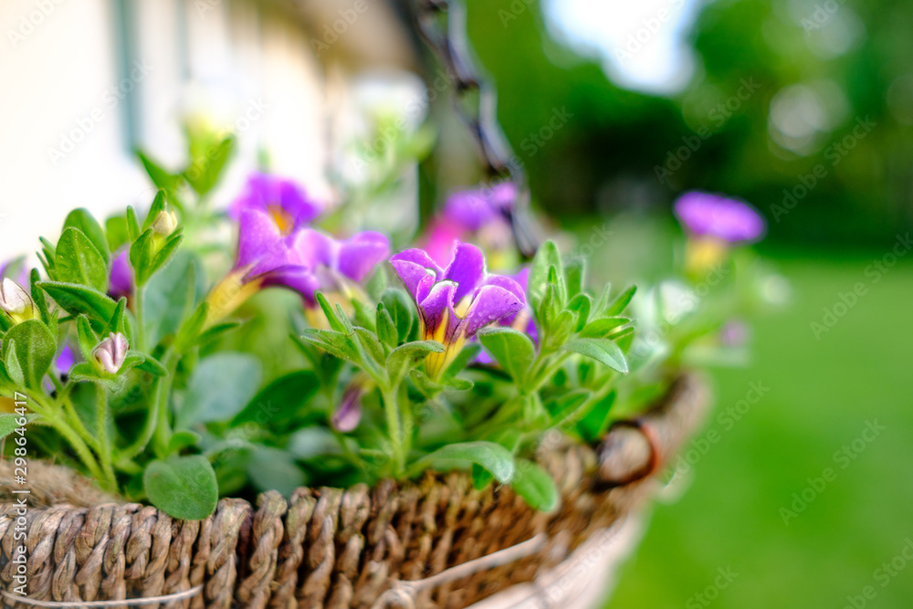 Shallow focus view of a freshly prepared hanging basket, showing the young purple flower detail as seen after a light rain shower. The basket is made of home-made weaves, hanging on a cottage wall. Shallow focus view of a freshly prepared hanging basket, showing the young purple flower detail as seen after a light rain shower. The basket is made of home-made weaves, hanging on a cottage wall.