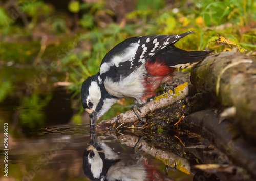  Great Spotted Woodpecker