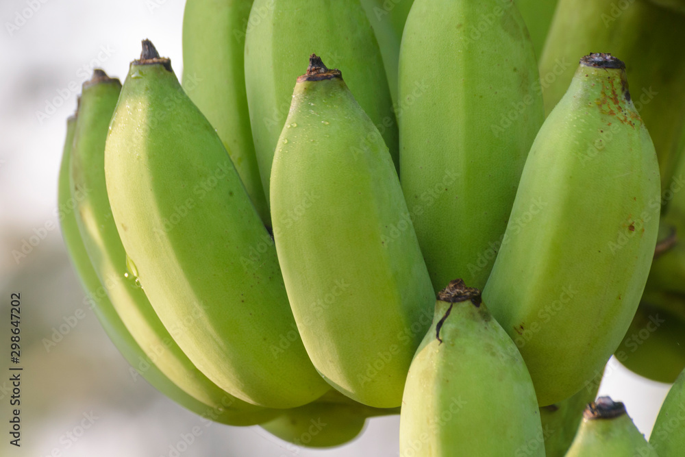 bunch of green bananas