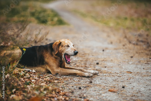 Sleepy stray brown dog lying and yawning on grass.