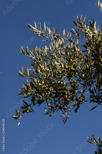 Branche d'olivier photo