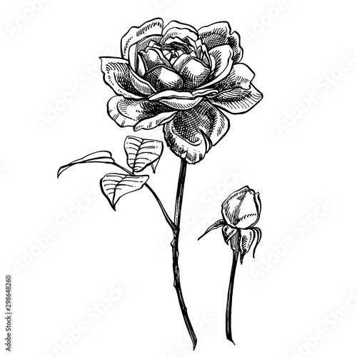 Roses. Hand drawn flower set illustrations. Botanical plant illustration. Vintage medicinal herbs sketch set of ink hand drawn medical herbs and plants sketch