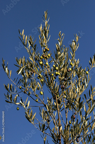 Rameaux d'olivier photo