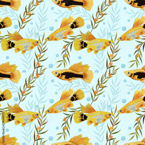 Molly fish or  Xiphophorus maculatus tropical aquarium fish pattern.