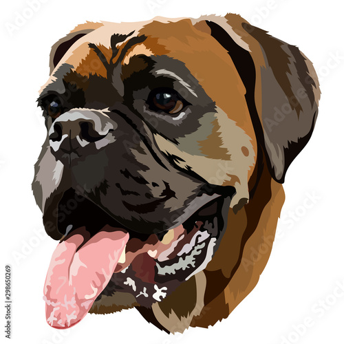 German boxer adult dog head vector image