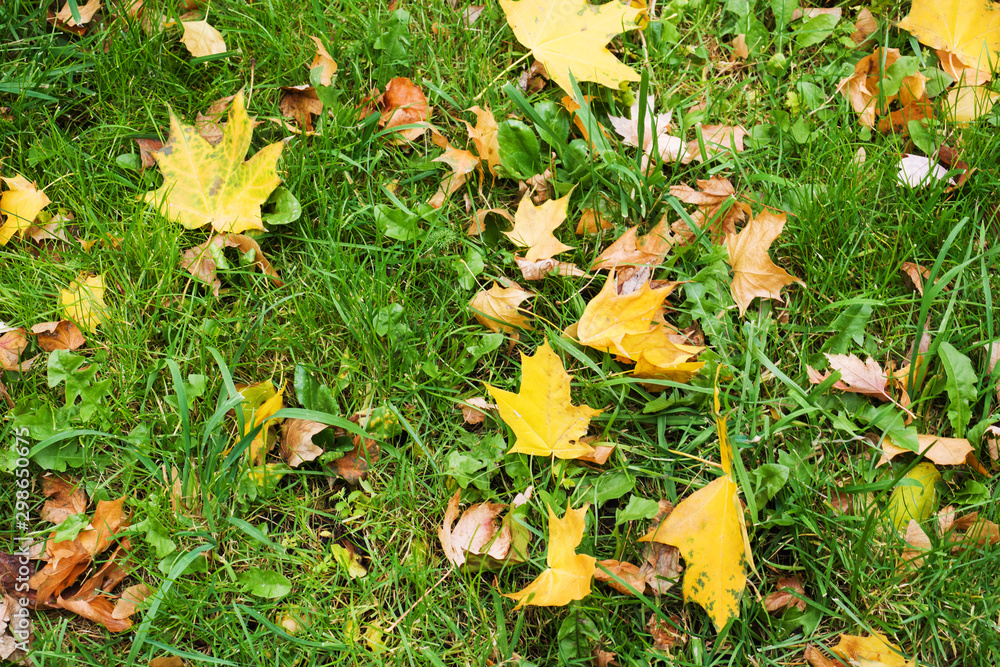 Fallen yellow maple leaves on green grass lawn. Fallen yellow maple leaves on green grass lawn.