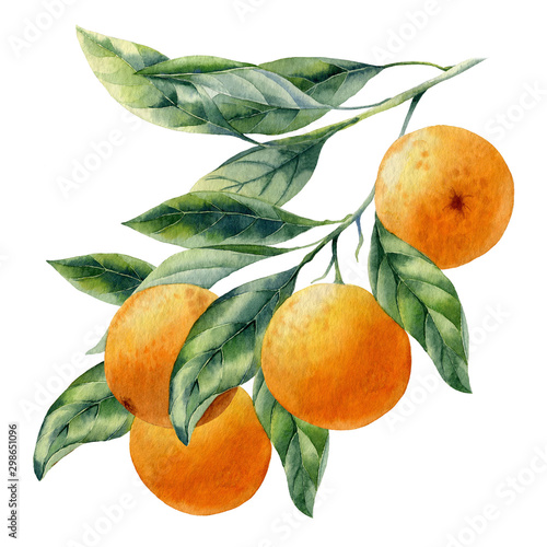 watercolor fruit orange branch