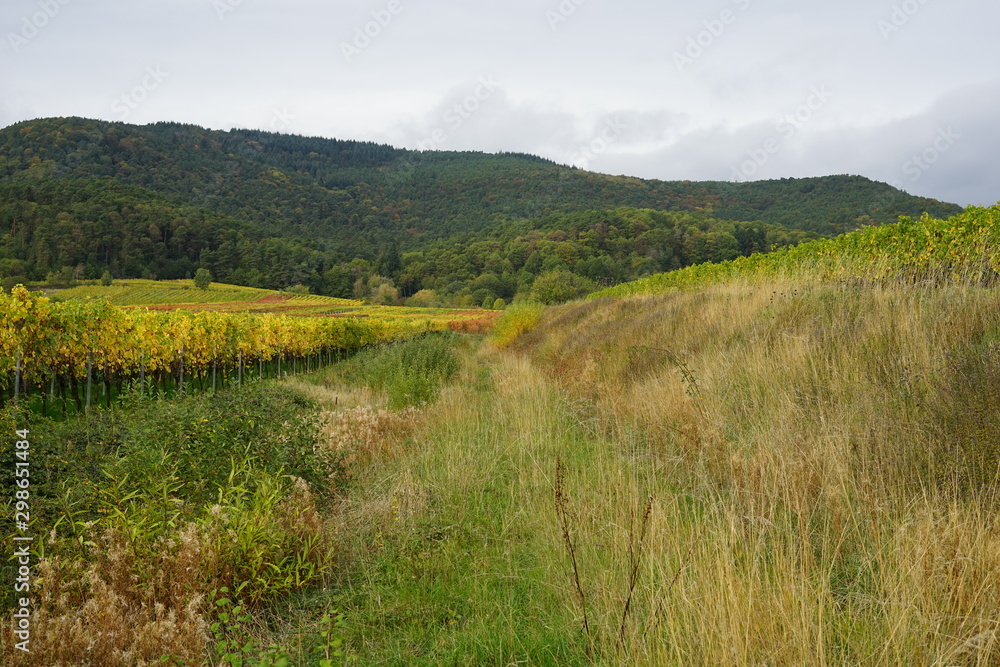Vegetation in einem Wasserlauf zwischen zwei Weingärten 