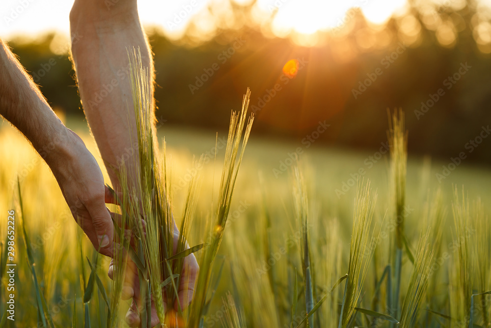 Farmer's hands touch young wheat in the sunset light - obrazy, fototapety, plakaty 