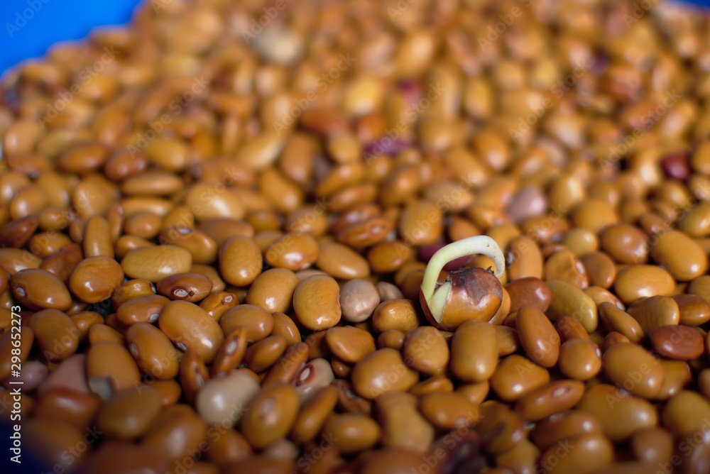 Frijol germinado sobre un fondo de frijoles cafes Stock Photo | Adobe Stock