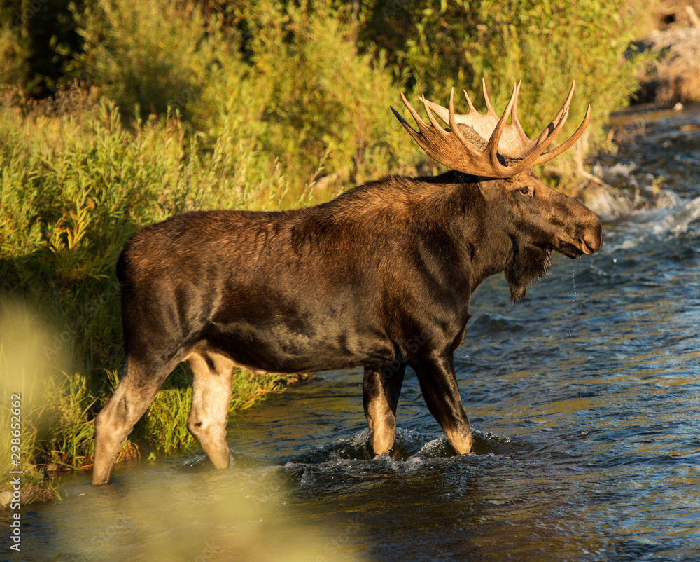 Mature Bull moose entering the river in Grand Teton National Park Stock