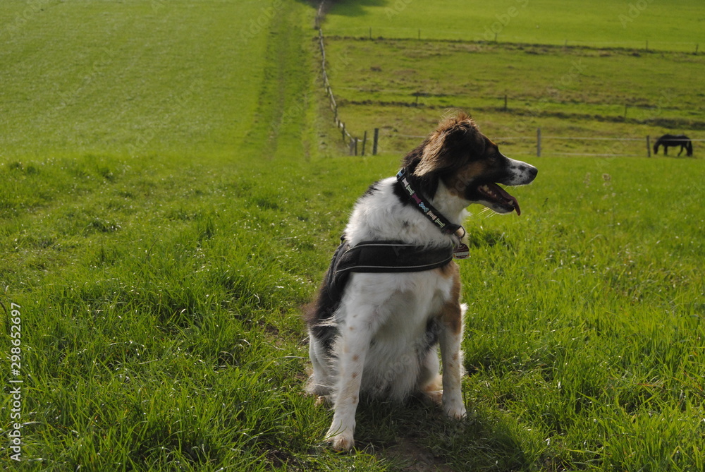 Dog on a field Dog on a field