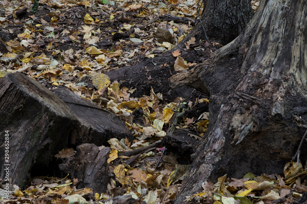 autumn, leaves, nature, fall, green, forest, tree, plant, yellow, season, maple, brown, color, ground, orange, grass, foliage, dry, red, garden autumn, leaves, nature, fall, green, forest, tree, plant, yellow, season, maple, brown, color, ground, orange, grass, foliage, dry, red, garden