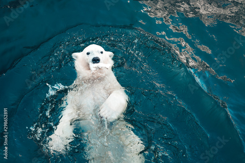 Polar bear swims in cold blue water and holding food in his mouth. Close-up photo of floating white bear that looking at the camera.