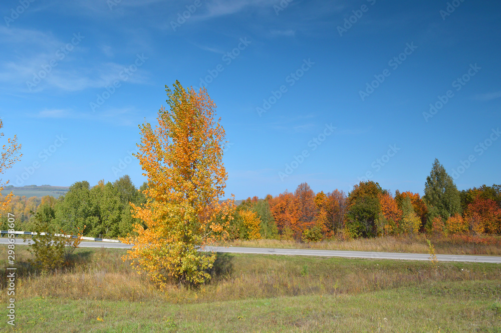Obraz premium Summer landscape