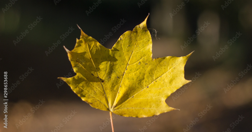 Colorful fall leaf close up