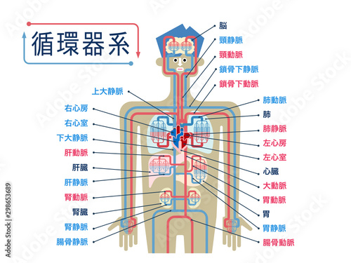 日本語で各部位の名称が記載された循環器系のシンプルなイラスト