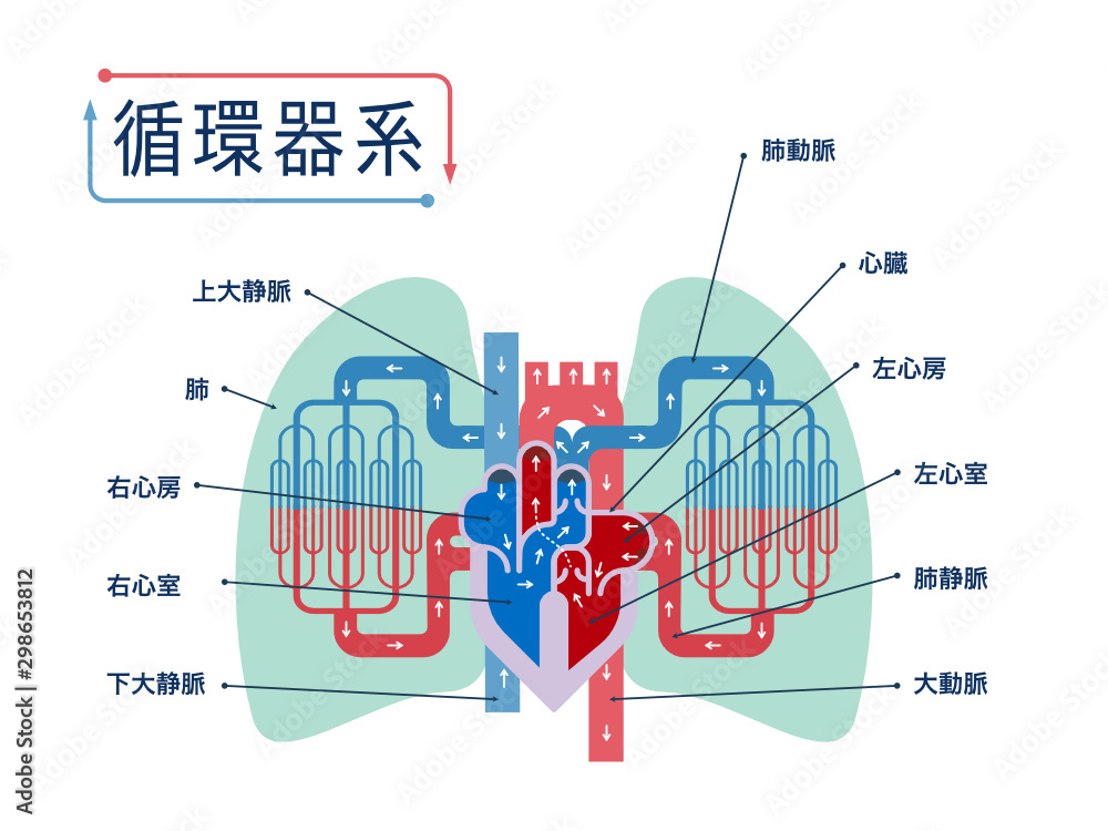日本語で各部位の名称が記載されている心臓と肺にフォーカスした循環器系のシンプルなイラスト Stock Vector Adobe Stock