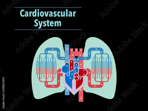 黒バックの心臓と肺にフォーカスした循環器系のシンプルなイラスト