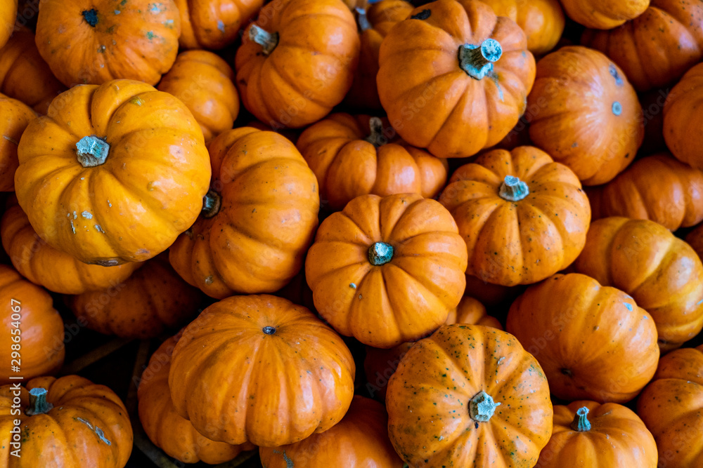 mini pumpkins close up mini pumpkins close up