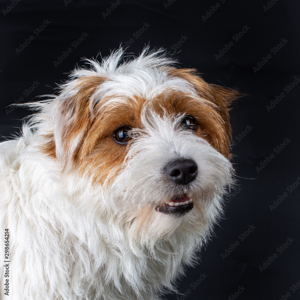 Portrait of a Rough coated Jack Russell looking cute, isolated on a black background