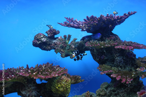 Clownfish and coral reefs in the sea.